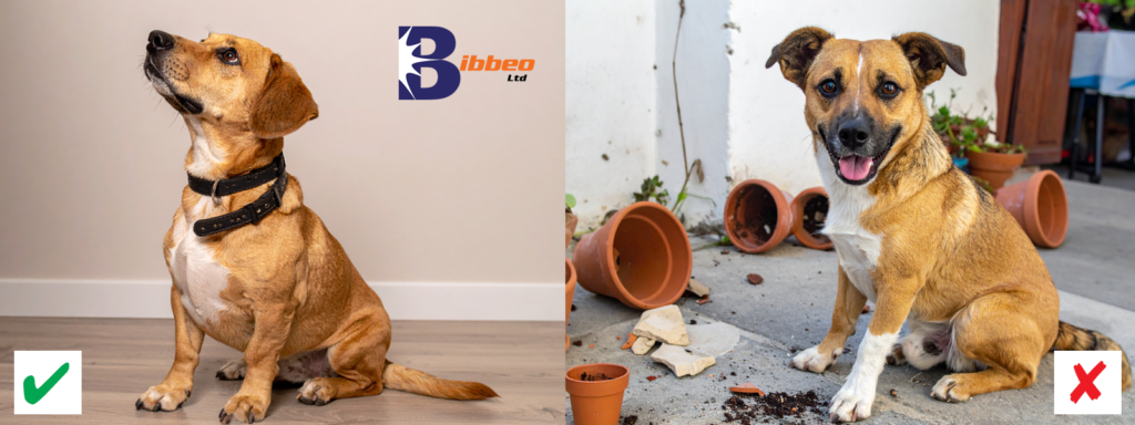 A well-trained dog next to a naughty one demonstrates the Bibbeo Difference of Expertise.